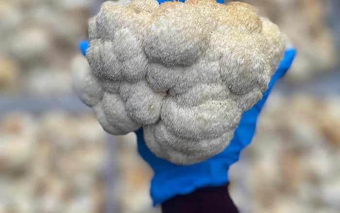 A gloved hand holding a whole Lion's Mane fruiting body in the Superoom grow room