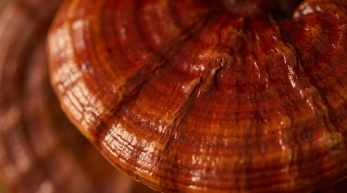 Reishi mushroom cap texture
