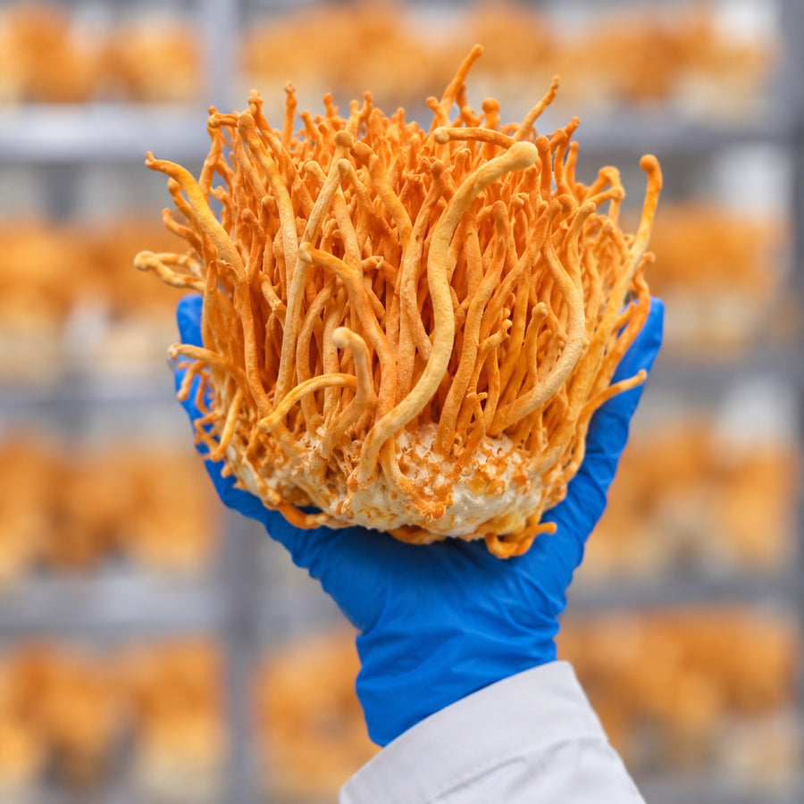 Cordyceps fruiting body, grown in Finland