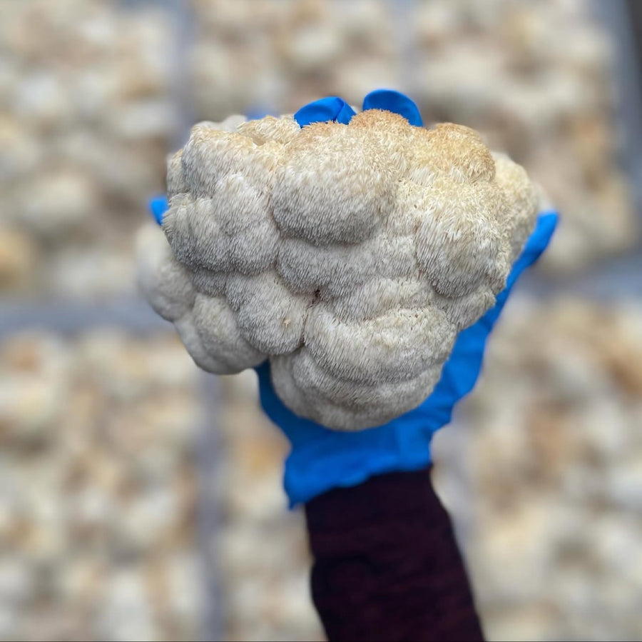 Lion's Mane fruiting body, grown in Finland